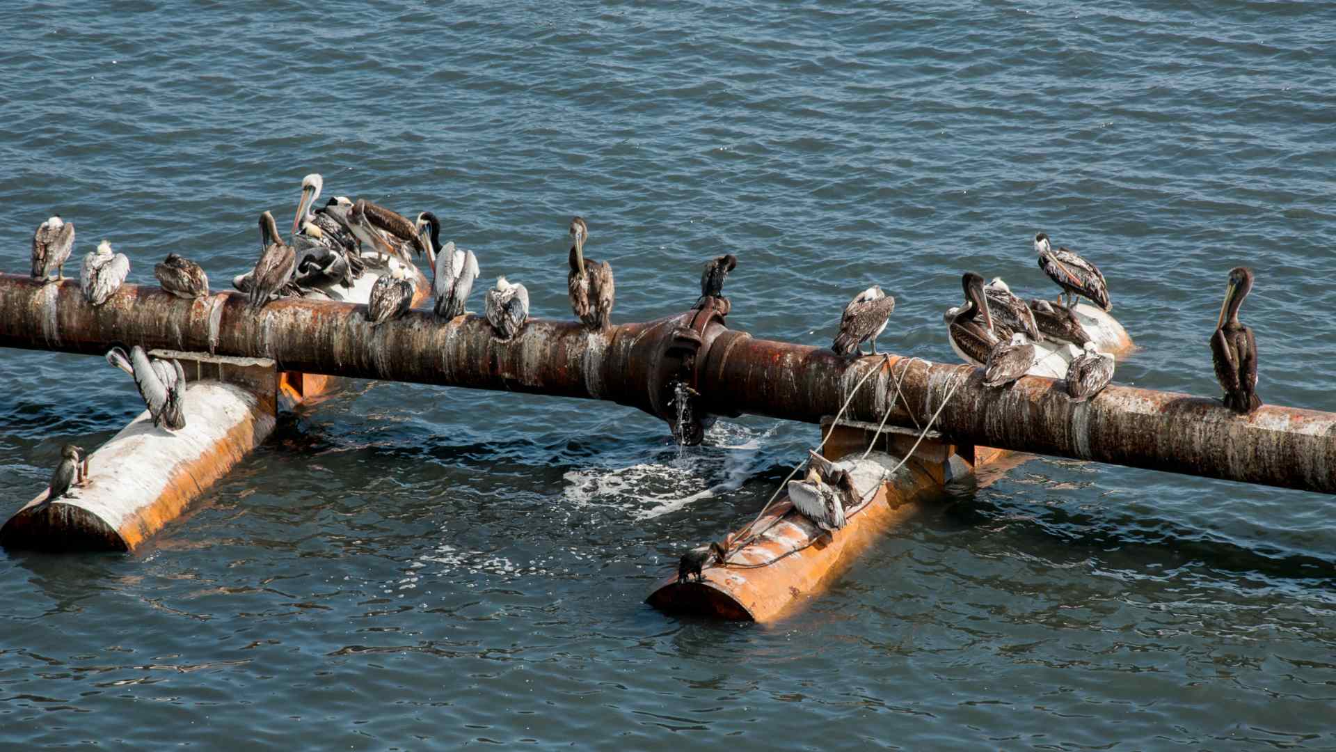 Pelicans resting on fishing equipment off the Salaverry coast