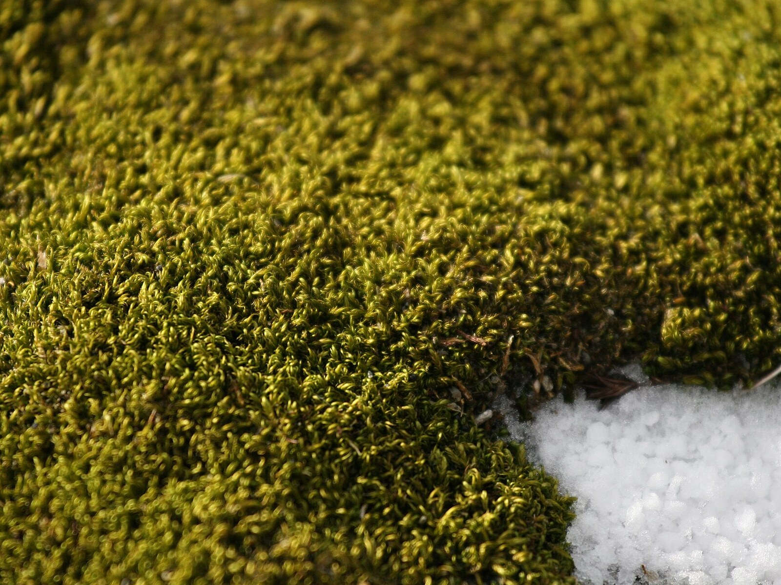Close view of green Antarctic moss growing beside snow on Aitcho Island