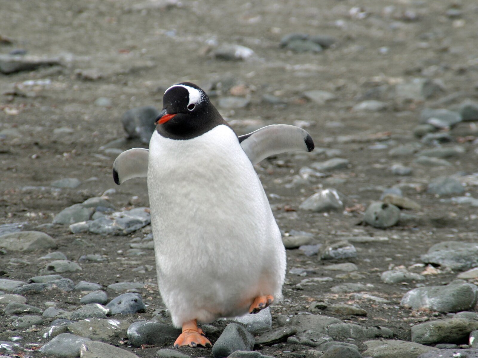 Gentoo penguin standing on a rocky shore in the Aitcho Islands, Antarctica
