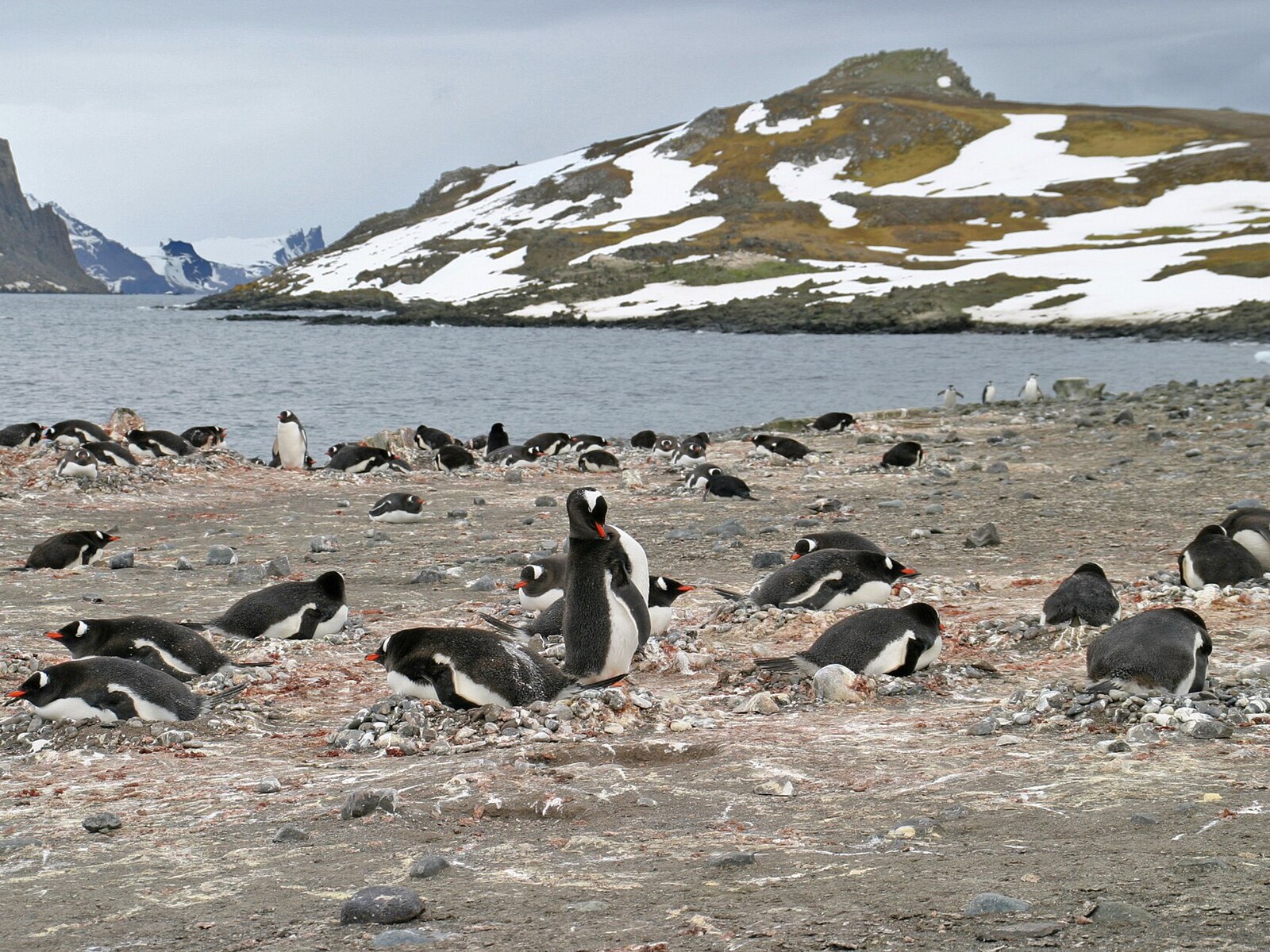 Gentoo penguin colony beside a snowy bay in the Aitcho Islands of Antarctica