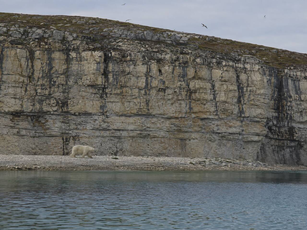 Polar bear walking along the narrow shore below Akpatok Island's limestone cliffs