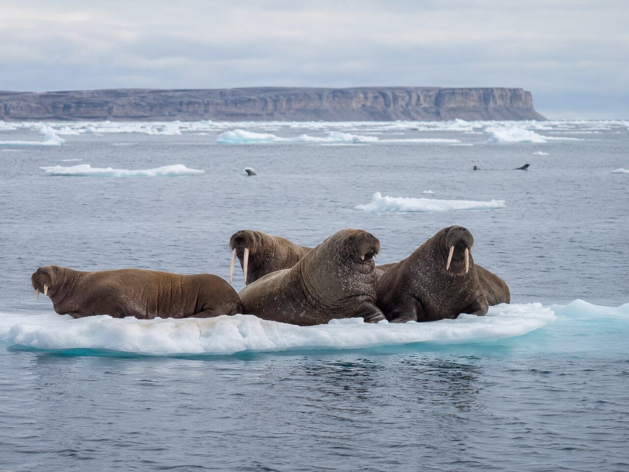 Atlantic walruses resting on a sea-ice floe with Akpatok Island in the distance