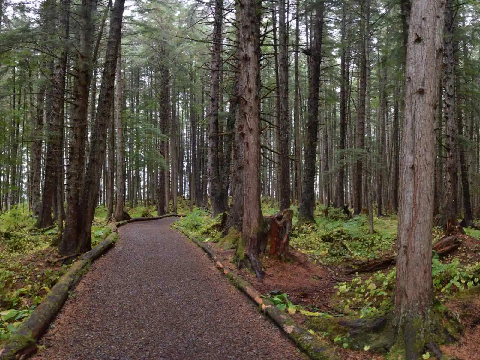Rainforest walking trail at Icy Strait Point, Alaska