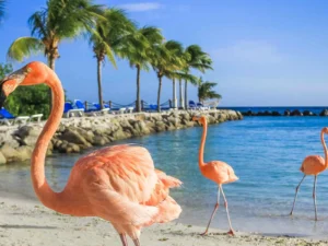 Featured image for Aruba, Curaçao or Bonaire: Which Island Best Matches Your Interests?