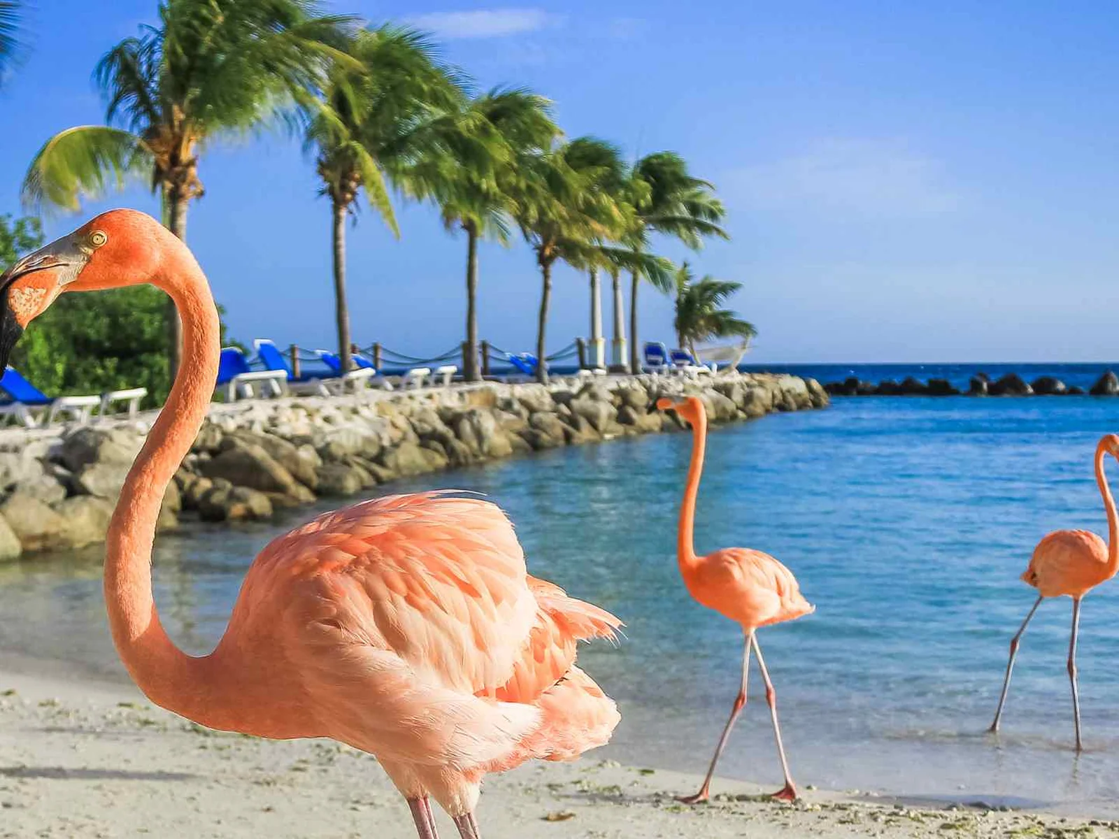 Pink flamingos standing at the edge of an Aruba beach