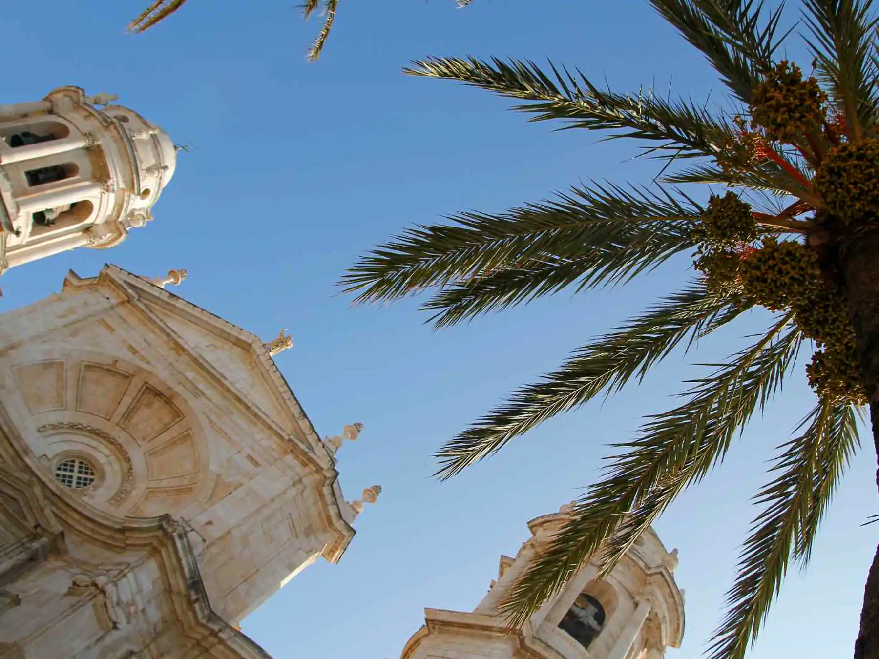 Low-angle view of Cádiz Cathedral and a palm tree.