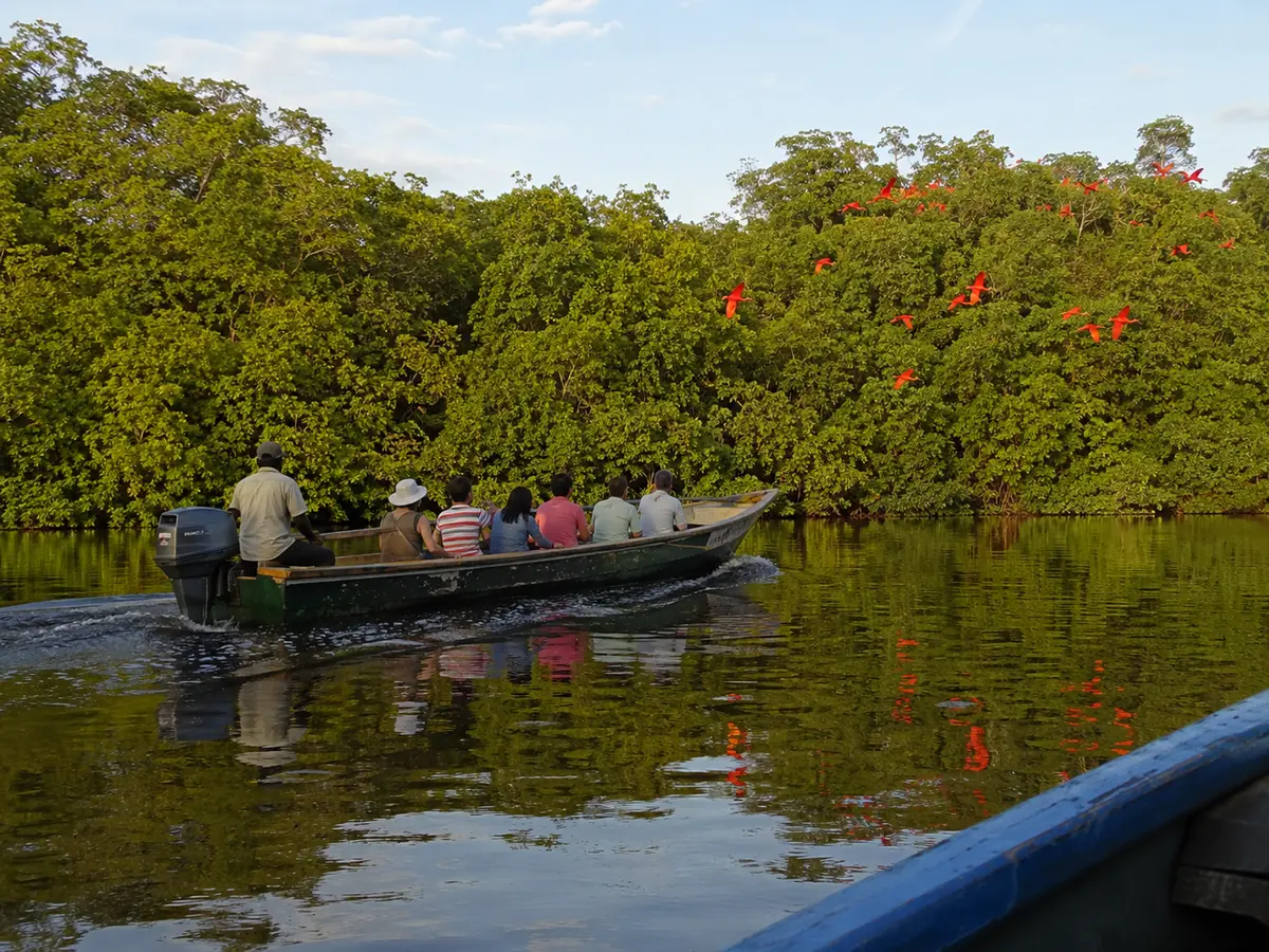 Boat tour through the Caroni Bird Sanctuary mangroves in Trinidad