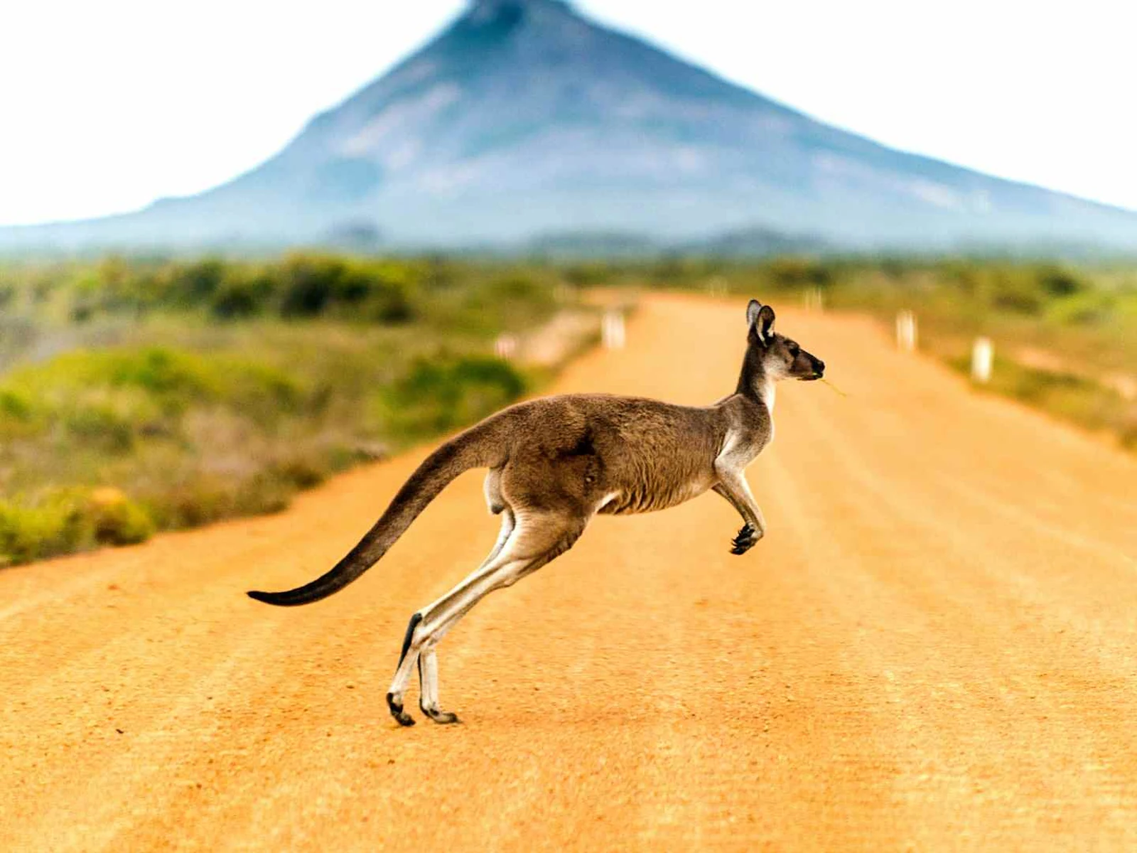 Kangaroo crossing a dusty road in Australia