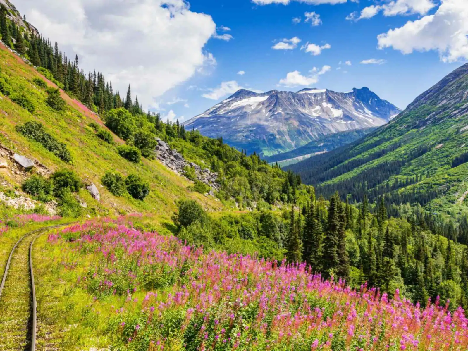 Mountain trail with wildflowers near Skagway