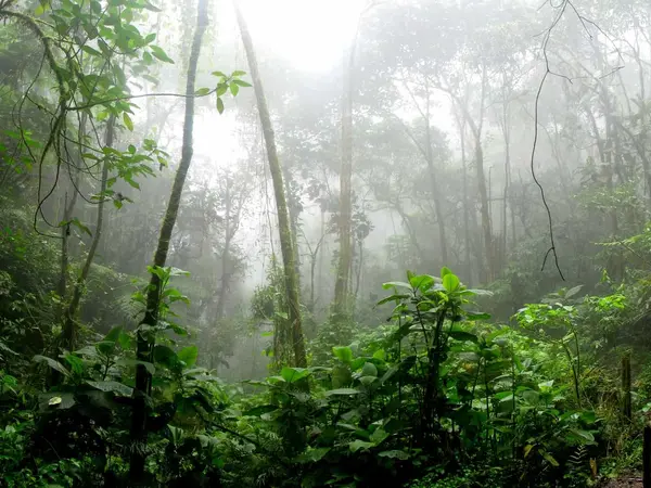 Rainforest in Carara National Park
