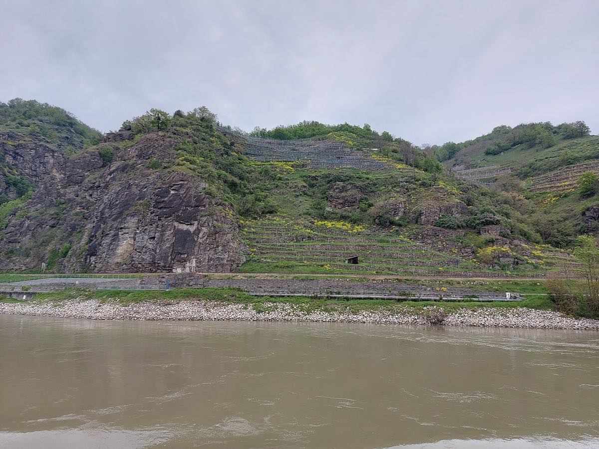 Terraced Wachau vineyards rising from the Danube near Durnstein