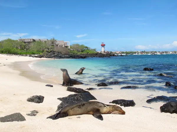 Sea lions resting on a Galápagos beach
