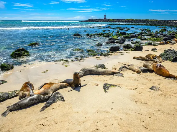 Sea lions on a Galápagos shoreline