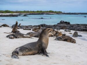 Featured image for Cruise Ports Where You See Wildlife Without Booking an Excursion
