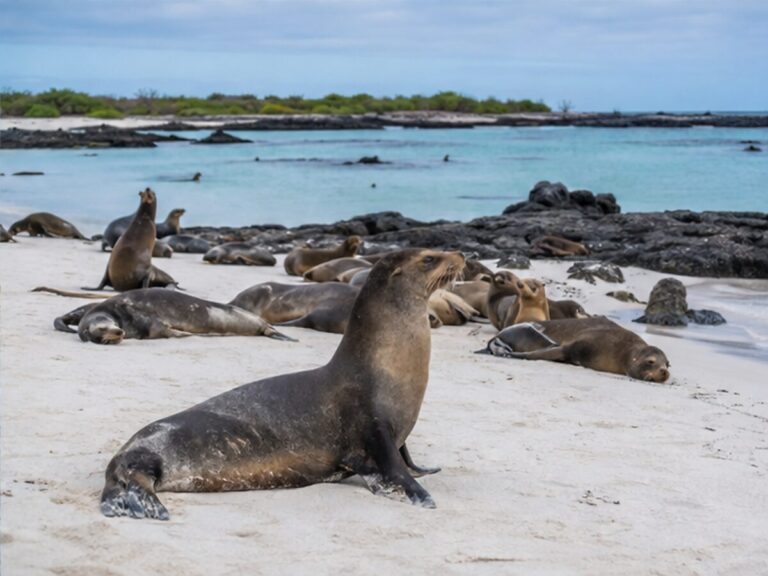 Galapagos sea lions resting on a sandy island landing beach