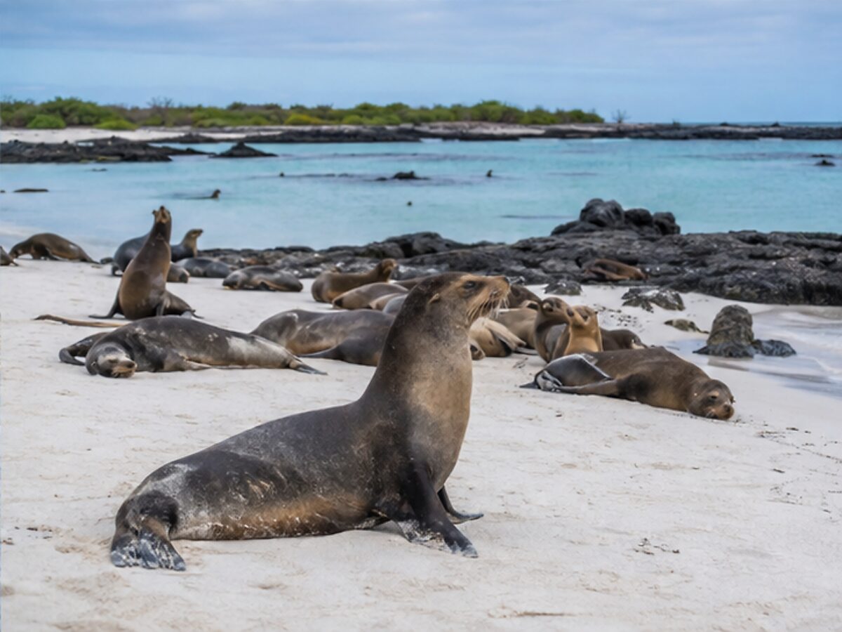 Galapagos sea lions resting on a sandy island landing beach