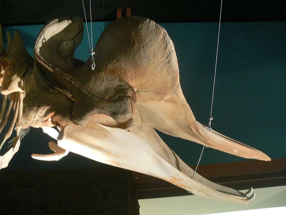 Large beaked whale skull suspended inside the Húsavík Whale Museum