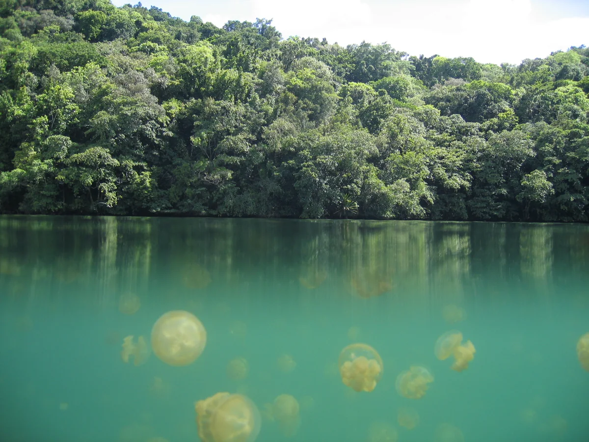 Golden jellyfish below the surface of Jellyfish Lake in Palau