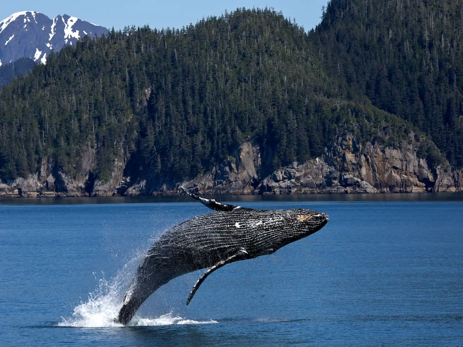 Humpback whale breaching in Alaska waters