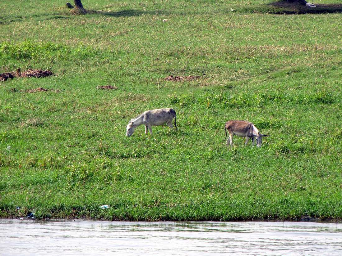 Egypt Nile River Cruise - Luxor, Edfu, Kom Ombo, Aswan (4058776552) in Kom Ombo, Egypt