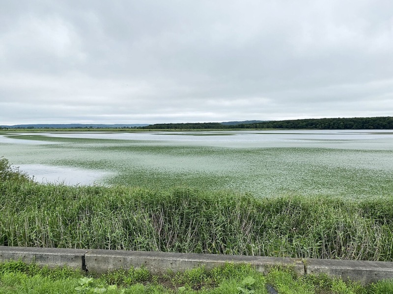 Broad green wetland and shallow water across Kushiro Marsh