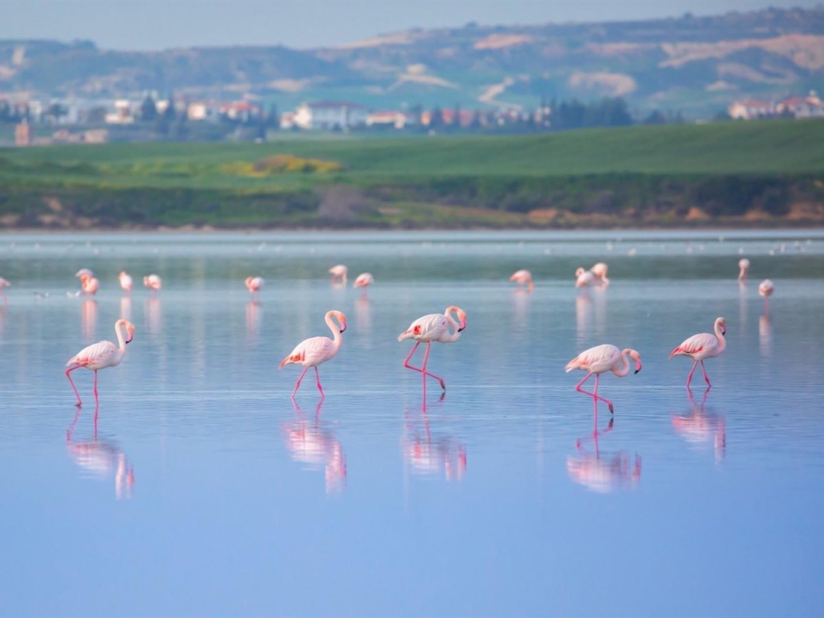 Pink flamingos wading in Larnaca Salt Lake