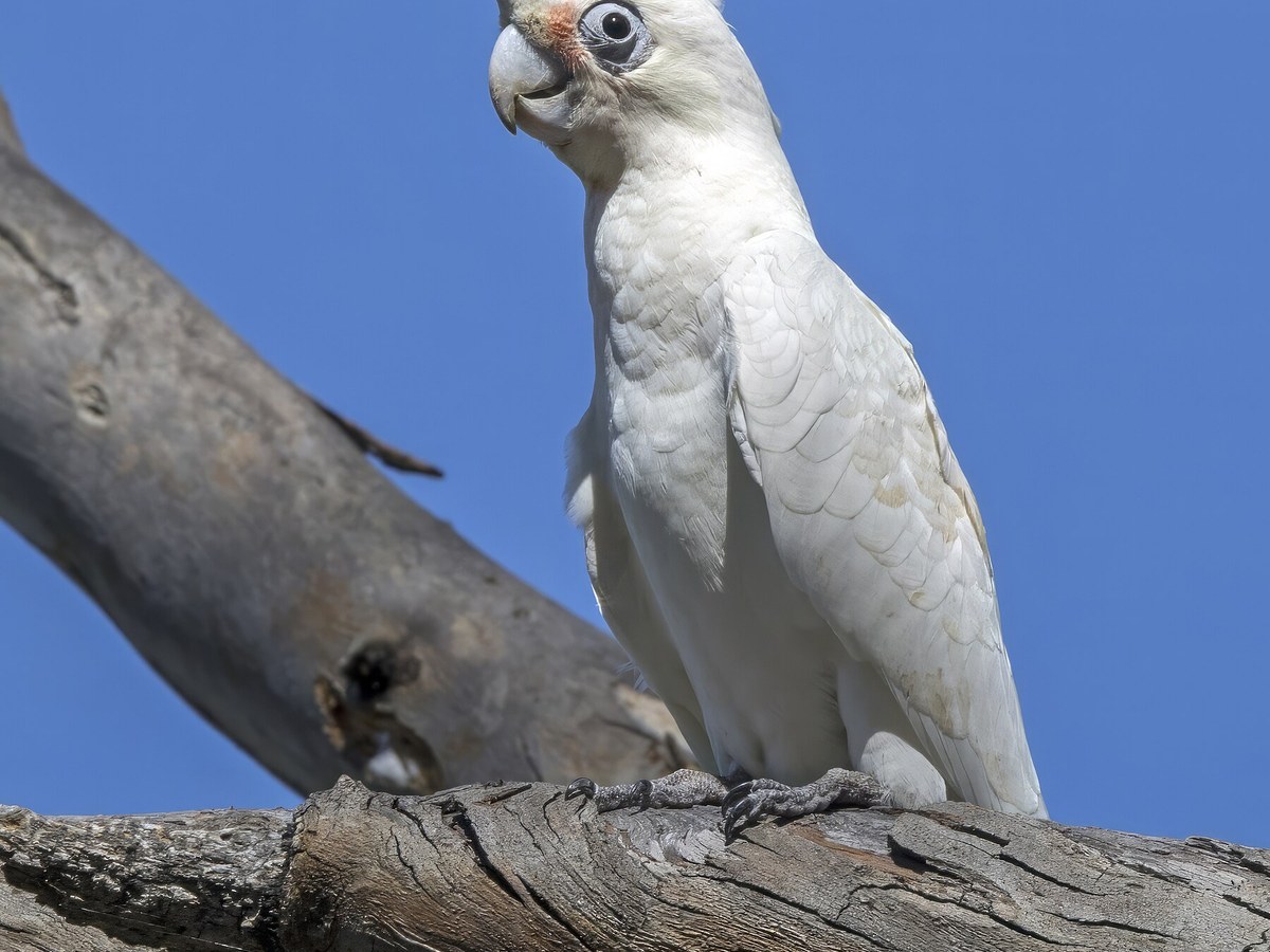 Little corella beside the Murray River at Blanchetown, South Australia