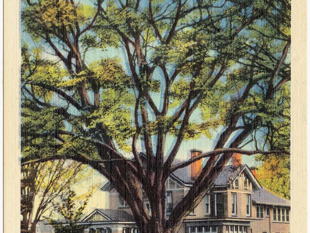 Rathbone Elm, largest Elm tree in the United States, Marietta, Ohio (62048) in Marietta, Ohio, United States