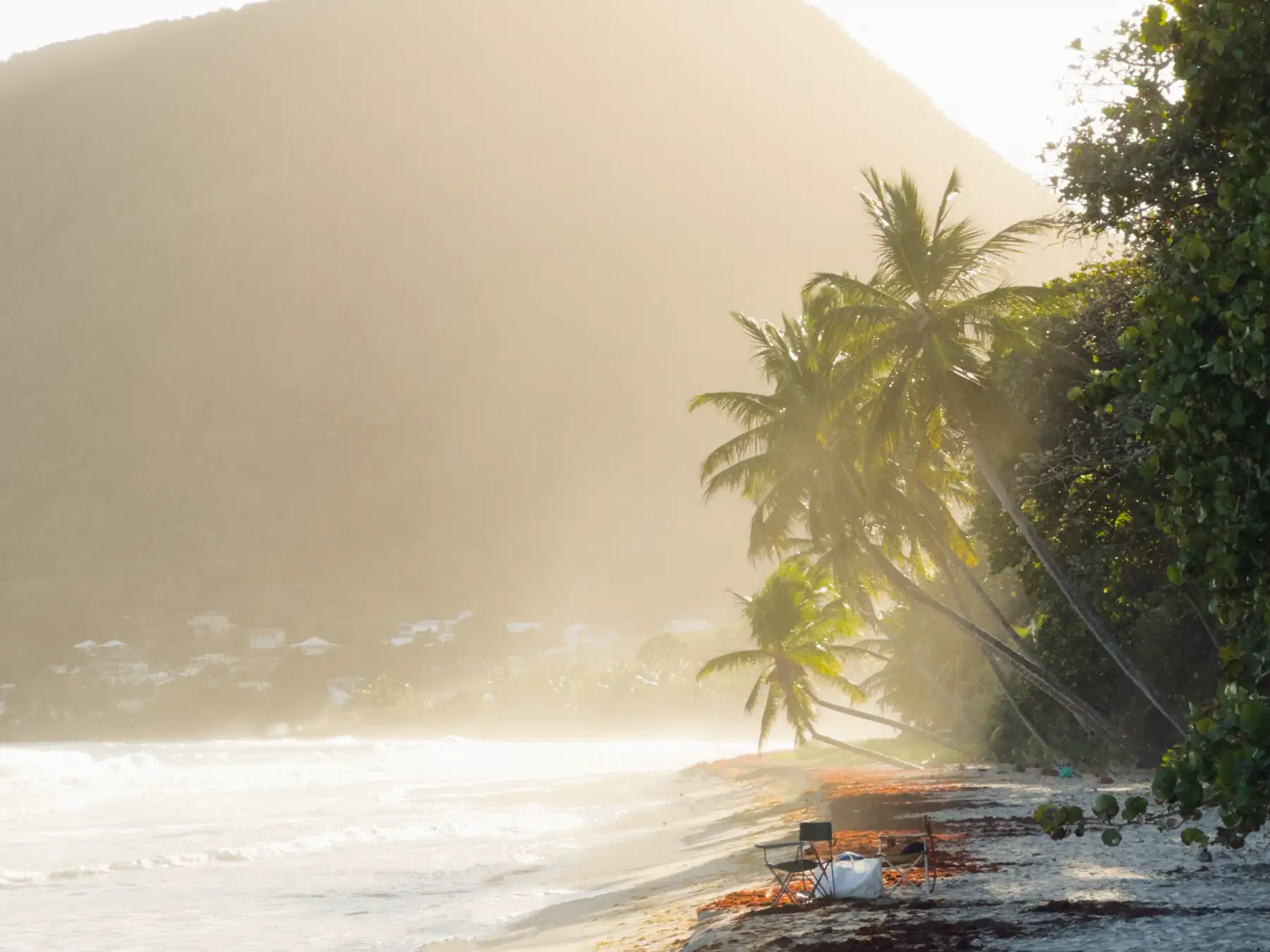 Palm trees and the Caribbean Sea at sunset in Martinique
