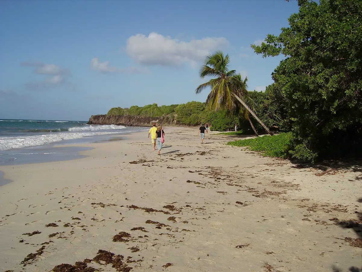 Palm-lined Les Salines Beach in Martinique