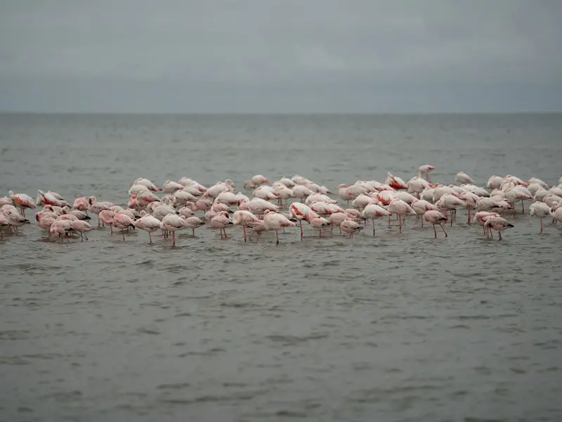 Flamingos on the Walvis Bay shoreline, Namibia
