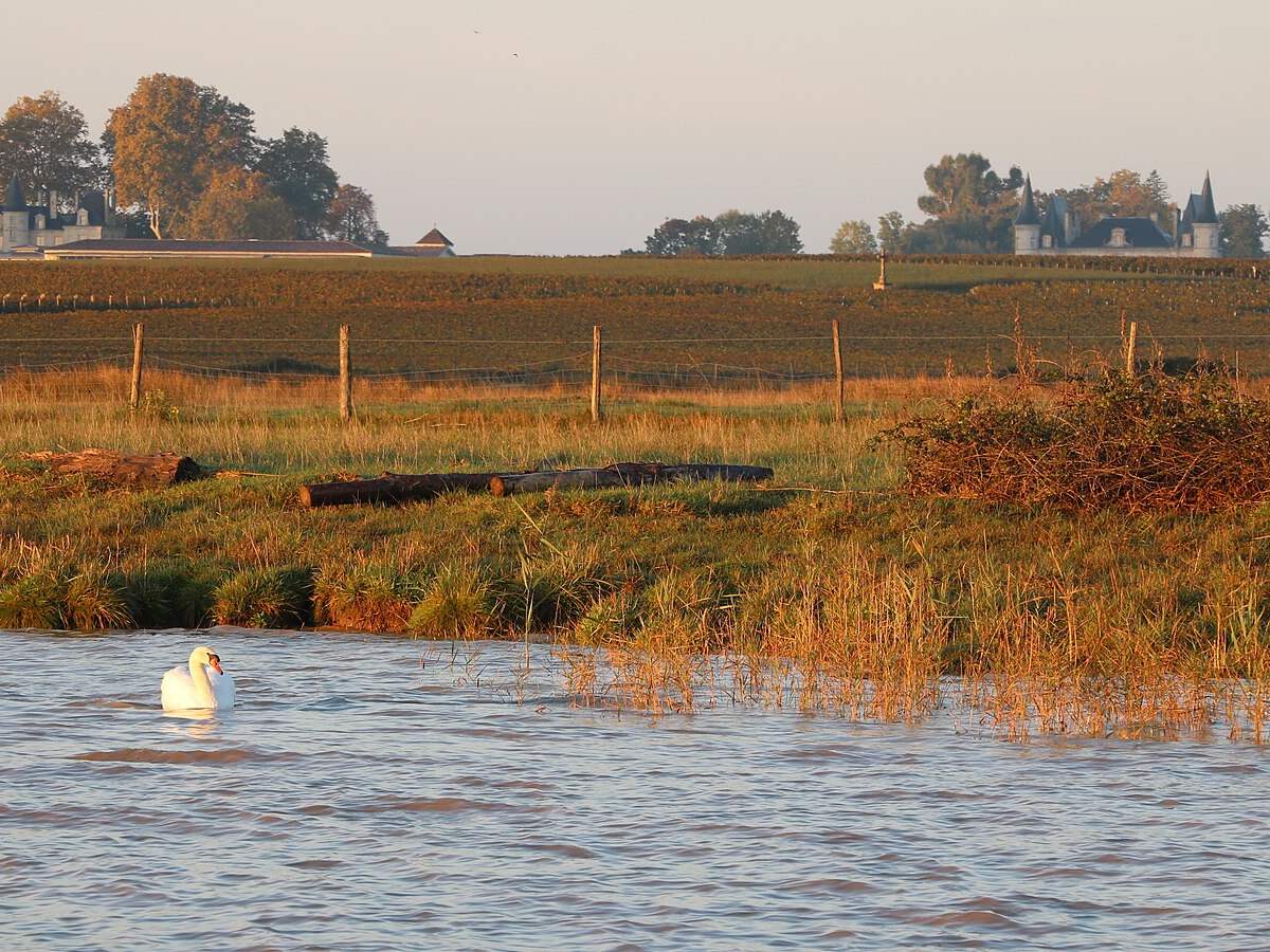Pauillac vignoble in Pauillac, France