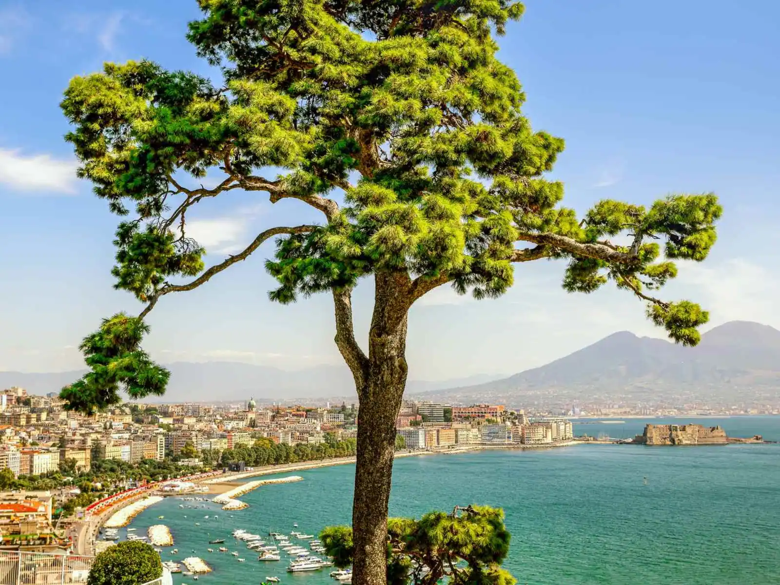 Naples coastline framed by a tall umbrella pine