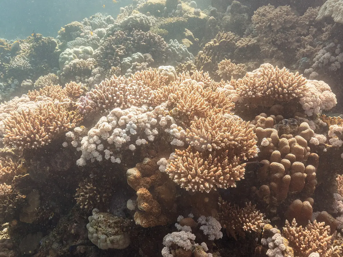 Colorful coral reef at Ras Mohammed National Park near Sharm el-Sheikh