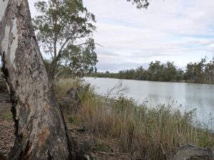 Featured image for Renmark River Cruise Port: The Coach Call and Wharf Reality