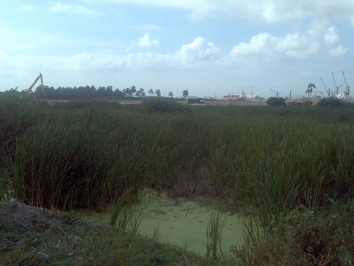 Sitionuevo port cranes beyond wetlands near the Magdalena River