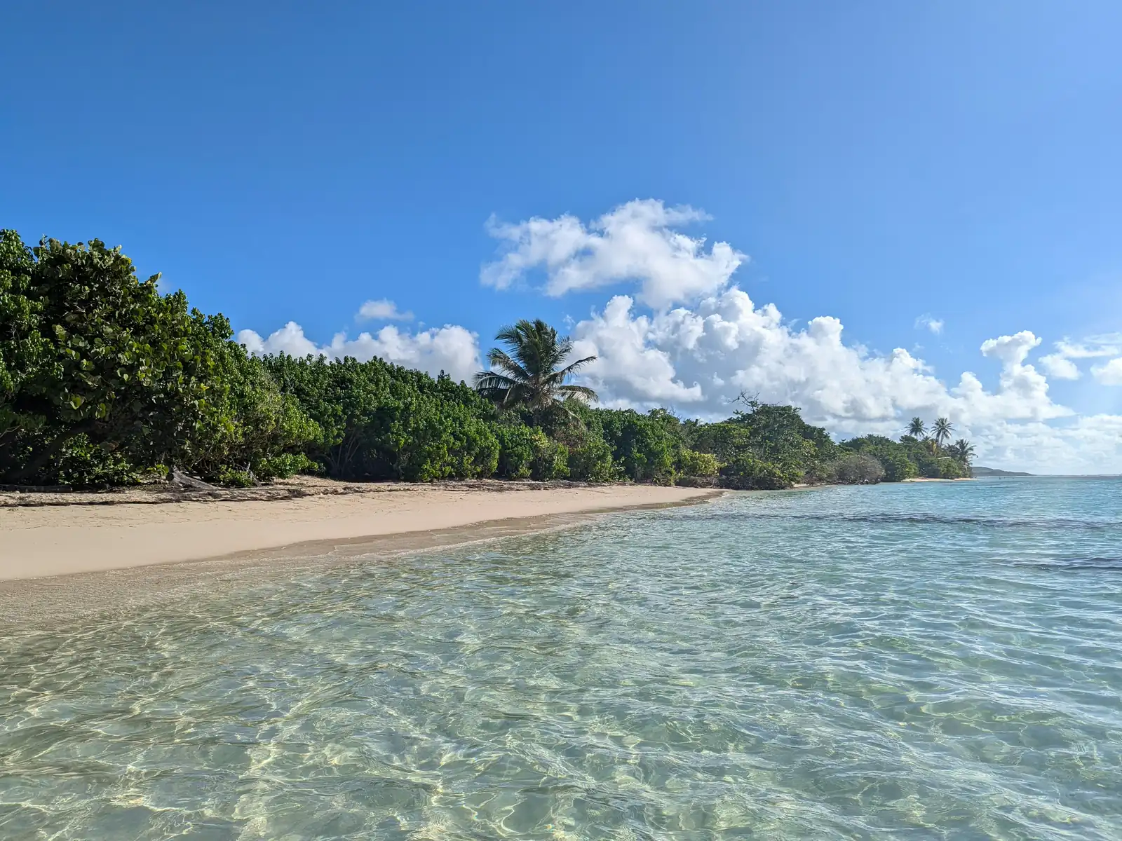 Clear turquoise water and palm trees at Sainte-Anne, Guadeloupe