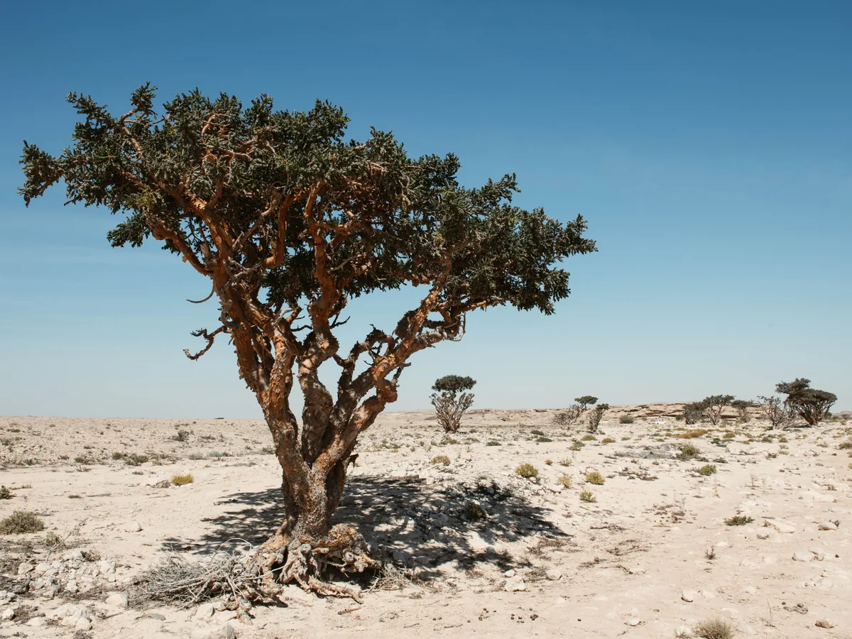 Mature frankincense tree growing in the arid Wadi Dawkah landscape near Salalah
