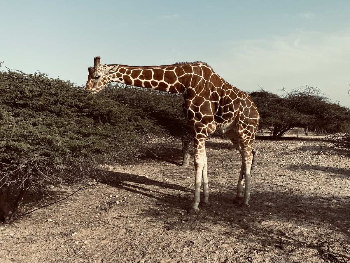Giraffe standing among desert trees in the Arabian Wildlife Park on Sir Bani Yas Island