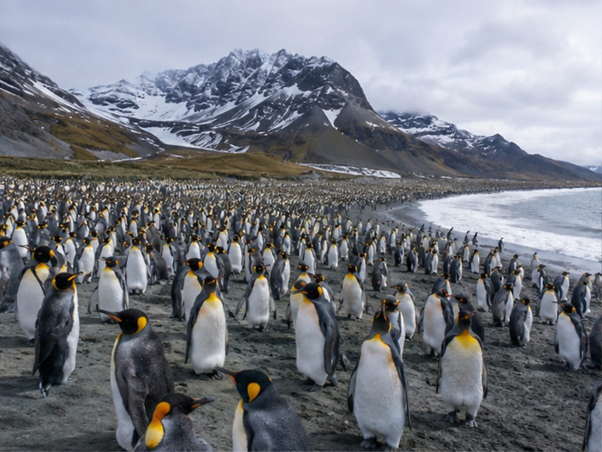 Immense king penguin colony on a mountainous South Georgia beach