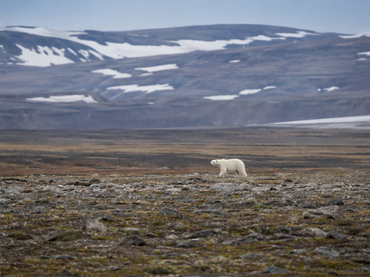 Polar bear crossing open Svalbard tundra at a safe viewing distance