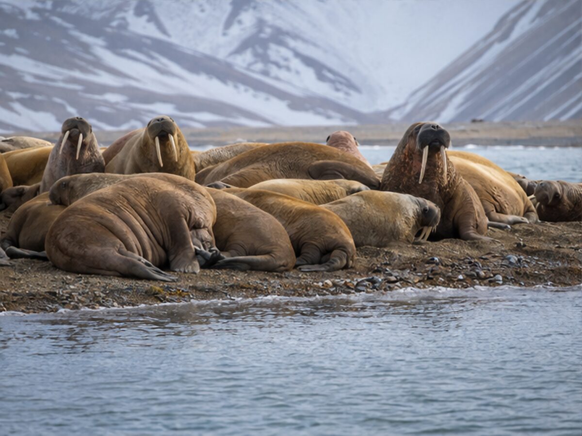 Walruses resting together on a beach in Svalbard
