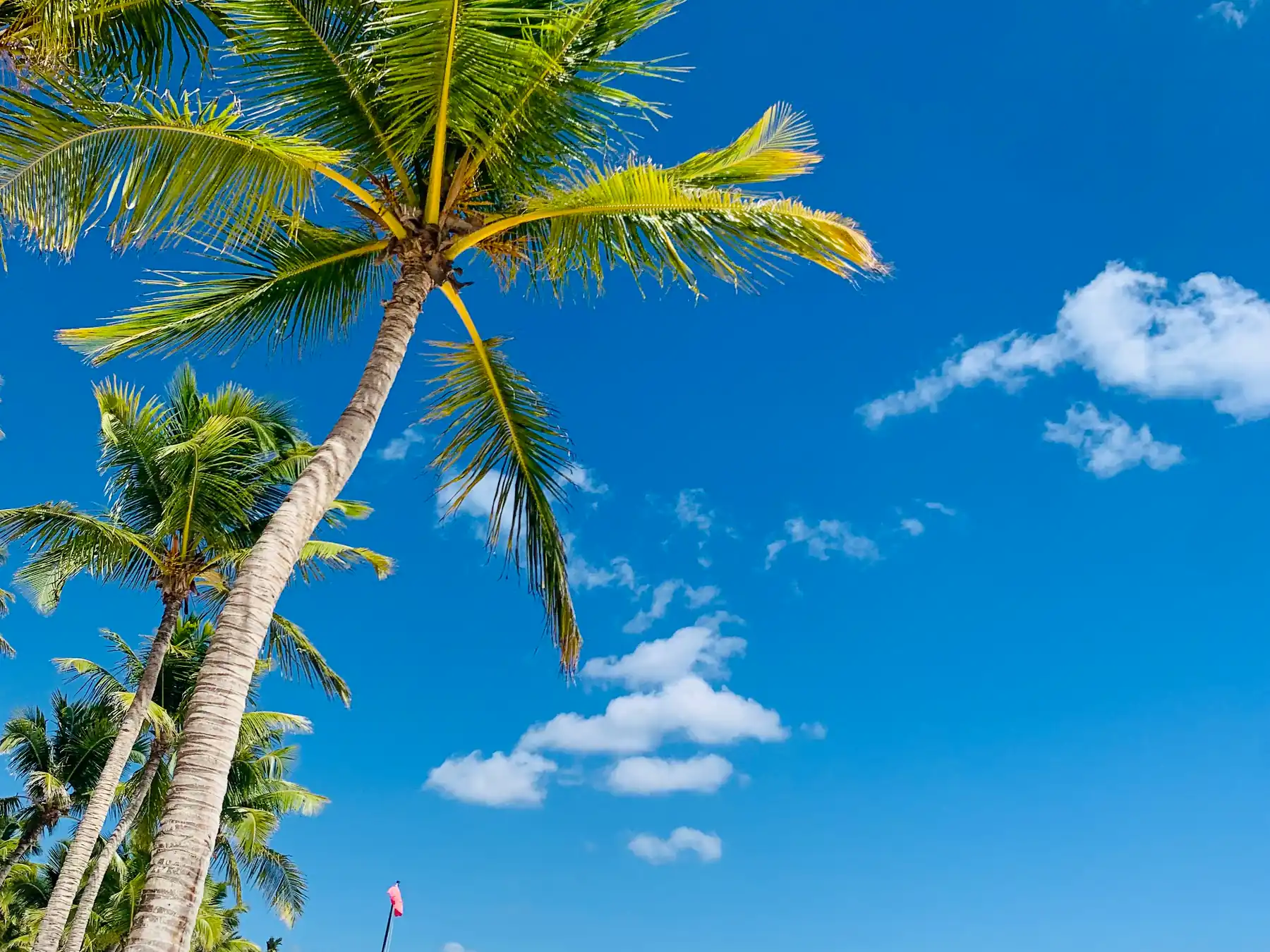 Palm-lined tropical beach with clear water in La Romana