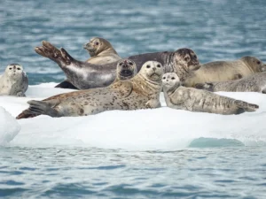 Featured image for Valdez Cruise Port Guide: Docks, Glaciers & Things to Do