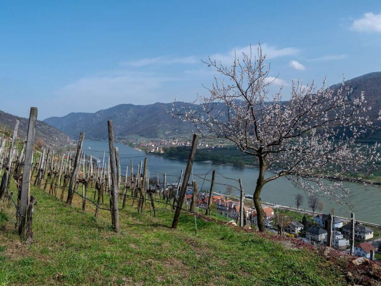 Terraced vineyards above Spitz in the Wachau Valley