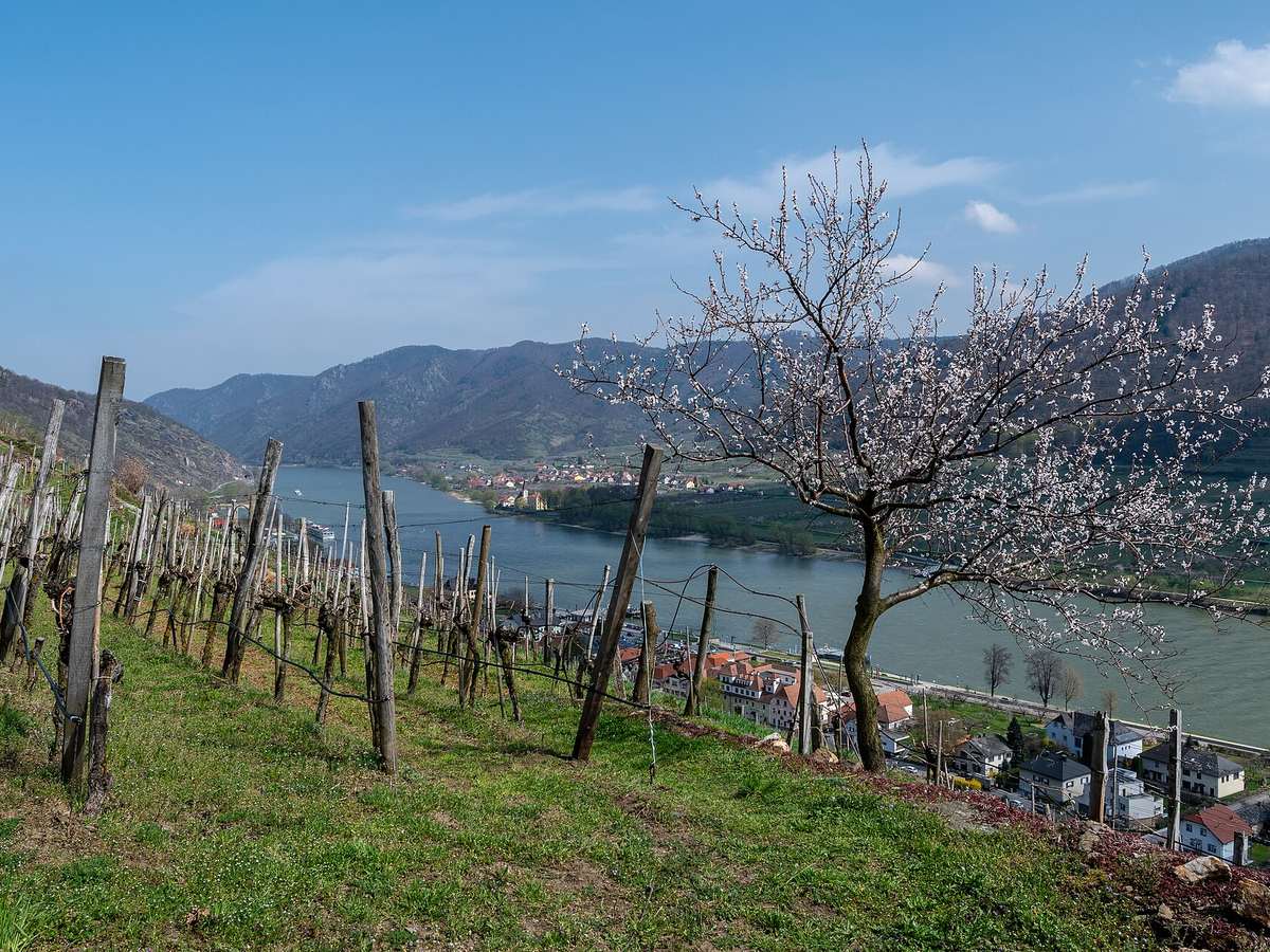 Terraced vineyards above Spitz in the Wachau Valley