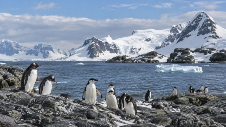 Penguins on the rocky shore of the Aitcho Islands in Antarctica