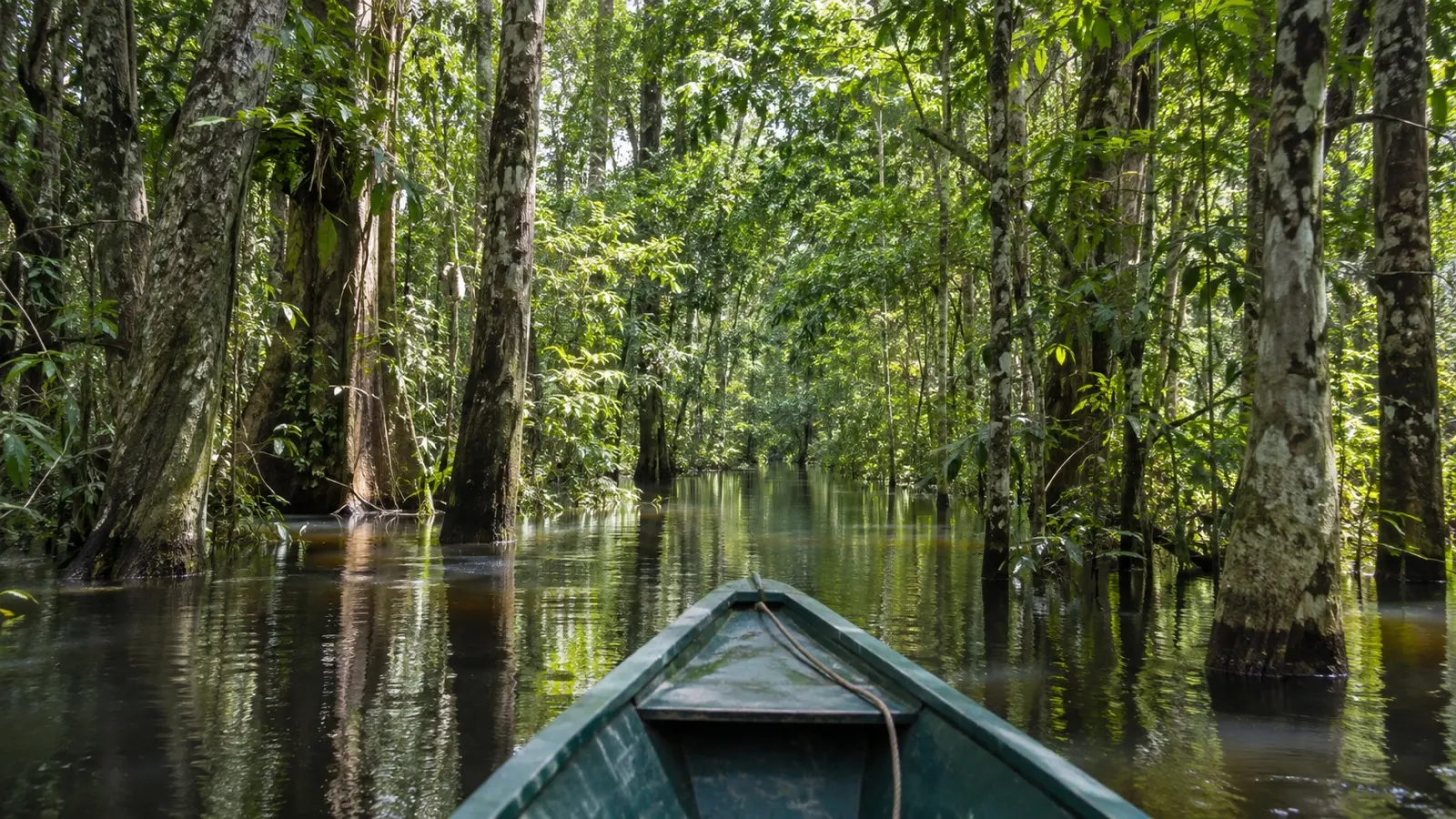 Flooded Amazon forest during high-water season