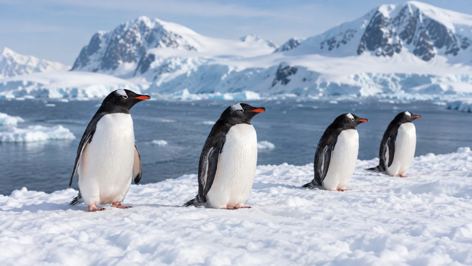 Penguin colony on Antarctic shore
