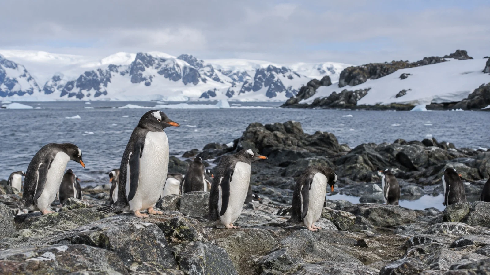 Gentoo penguins along the rocky shore of Ardley Island near King George Island